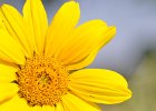 Blumen