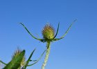 Distel